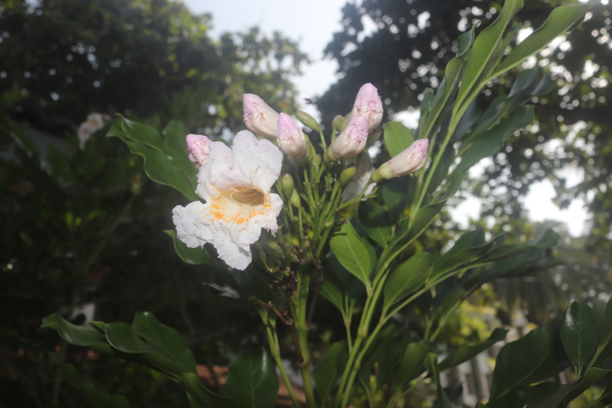 Radermachera yunnanensis C.Y.Wu & W.C.Yin